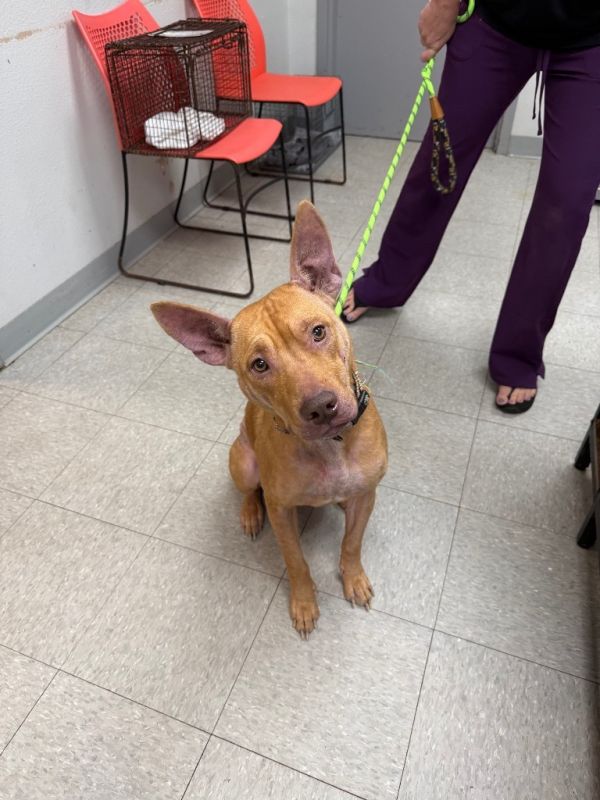 Gwaltney thumbnail 2