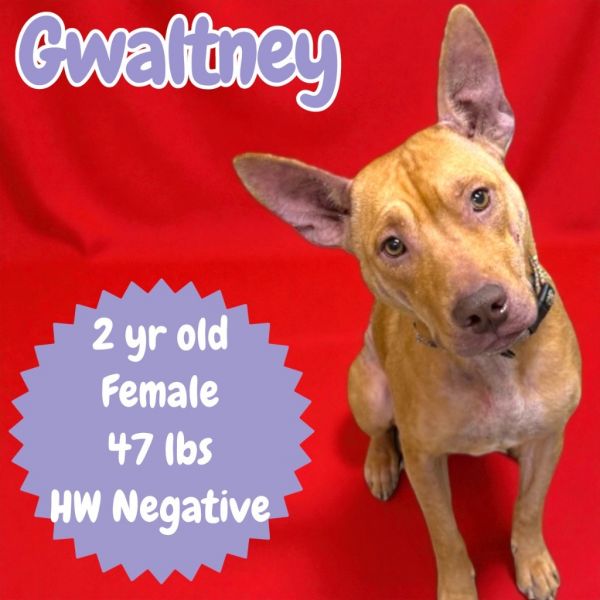 Gwaltney thumbnail 3