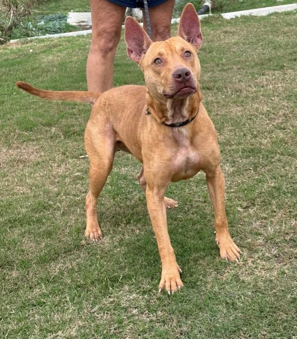 Gwaltney thumbnail 4