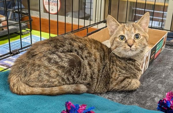 Rice Crispy Treat photo 1