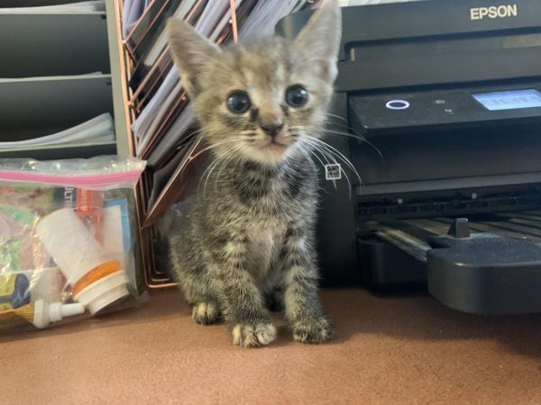 Rice Crispy Treat thumbnail 2