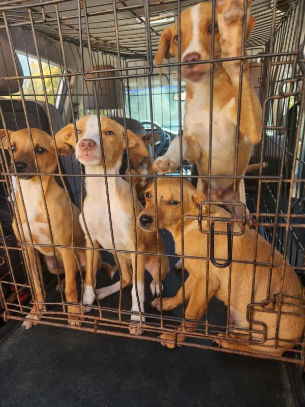 Valhalla Trail Puppy thumbnail 2