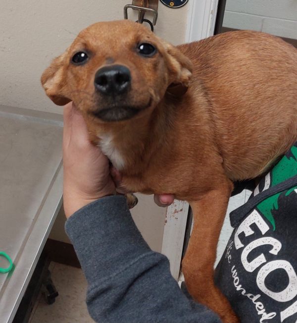 Valhalla Trail Puppy thumbnail 3