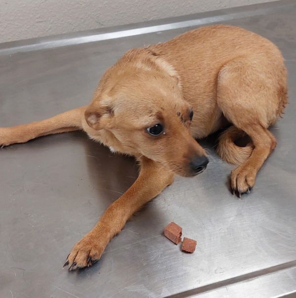 Valhalla Trail Puppy thumbnail 3