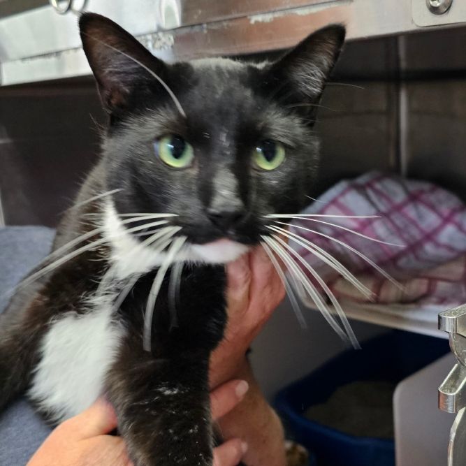 Cat for adoption Rascal a Domestic Short Hair in Eureka Springs AR Cat for adoption Rascal a Domestic Short Hair in Eureka Springs AR