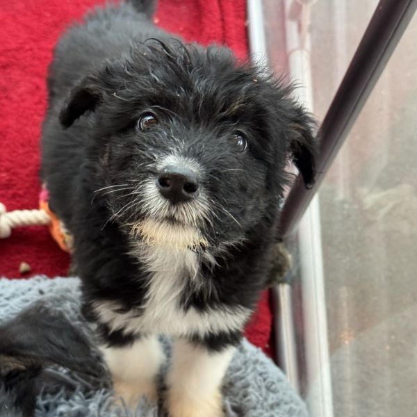 Lila