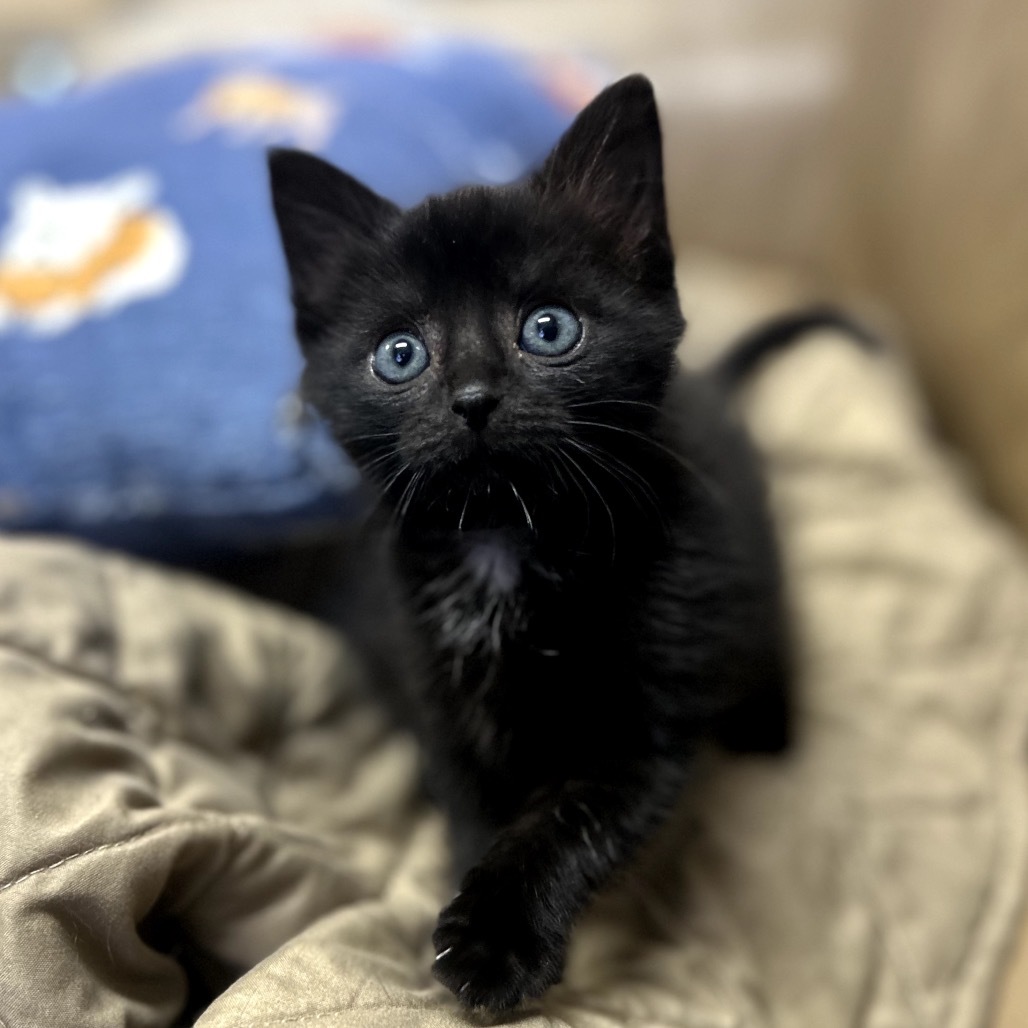 Lil Bit, an adoptable Domestic Medium Hair in Lander, WY, 82520 | Photo Image 1