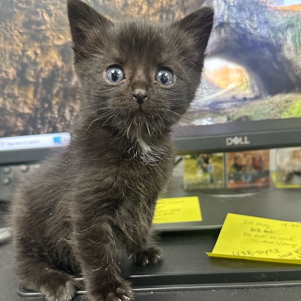 Lil Bit, an adoptable Domestic Medium Hair in Lander, WY, 82520 | Photo Image 2