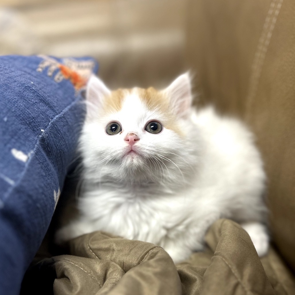 Melody Lane, an adoptable Domestic Long Hair in Lander, WY, 82520 | Photo Image 1
