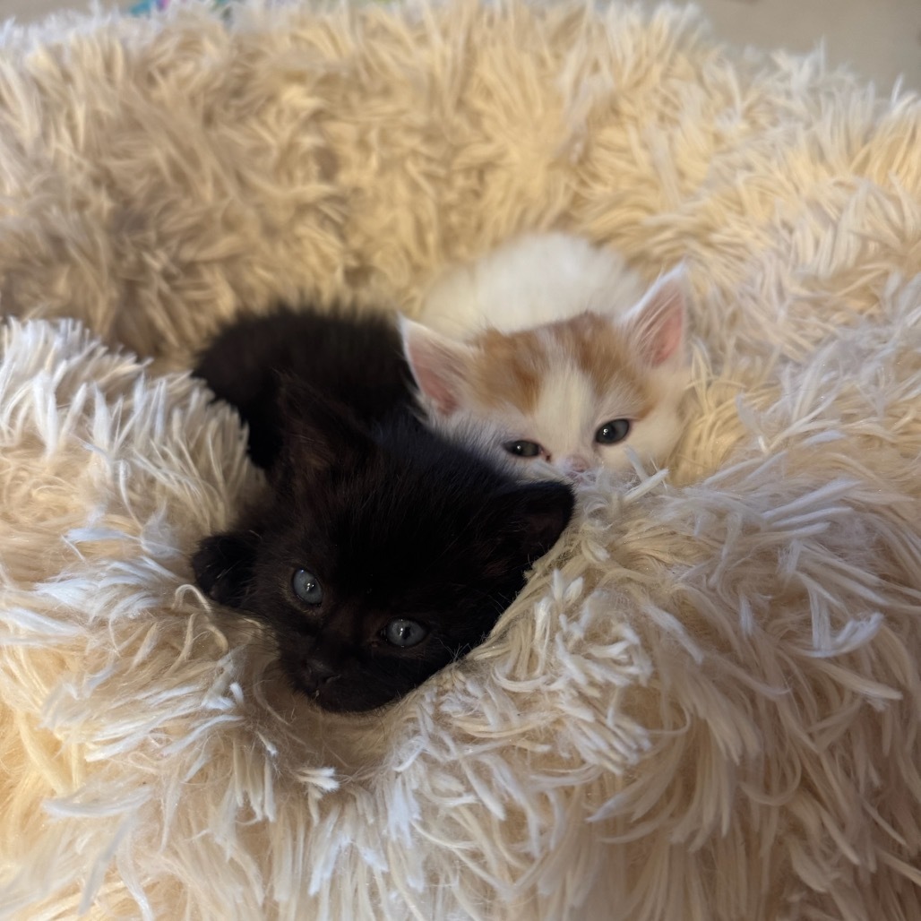 Melody Lane, an adoptable Domestic Long Hair in Lander, WY, 82520 | Photo Image 2