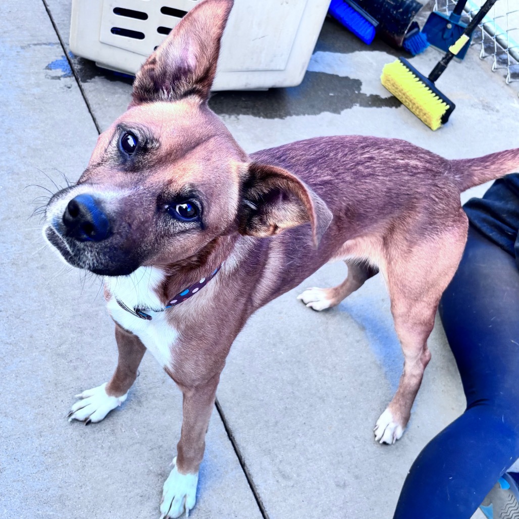 Buddy, an adoptable Mixed Breed in Bismarck, ND, 58507 | Photo Image 1