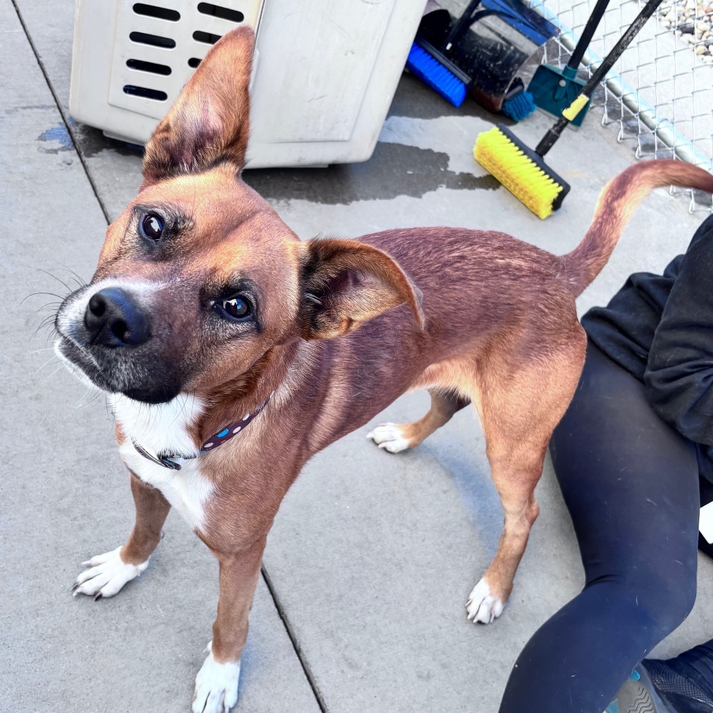 Buddy, an adoptable Mixed Breed in Bismarck, ND, 58507 | Photo Image 2