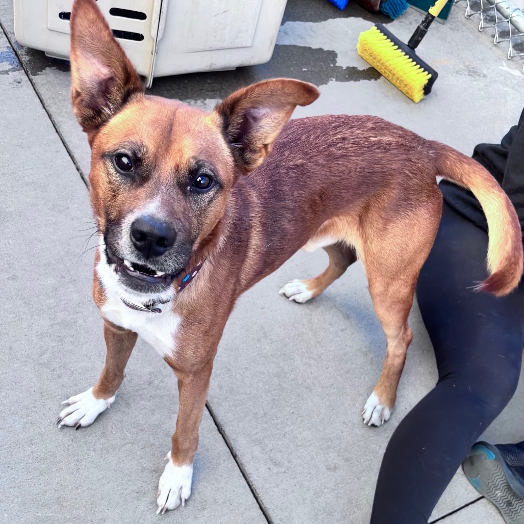 Buddy, an adoptable Mixed Breed in Bismarck, ND, 58507 | Photo Image 3