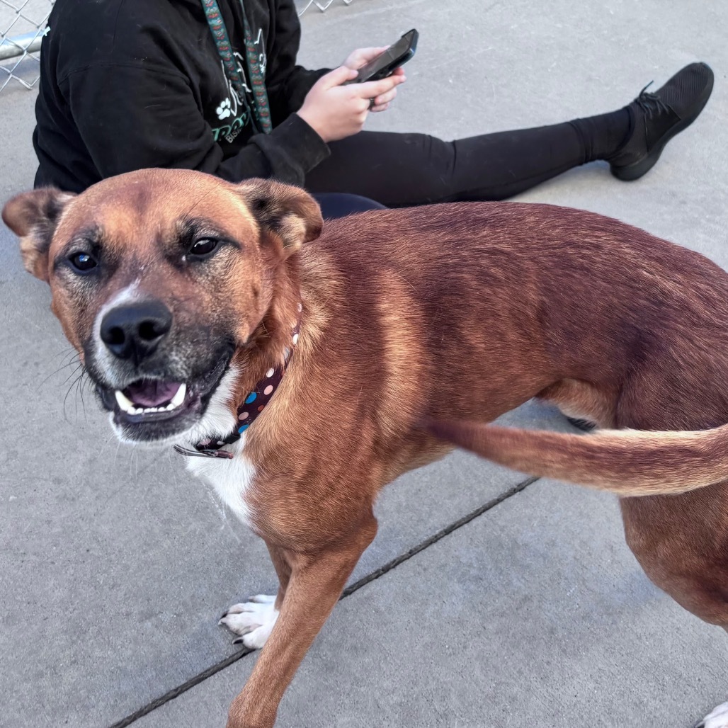 Buddy, an adoptable Mixed Breed in Bismarck, ND, 58507 | Photo Image 5