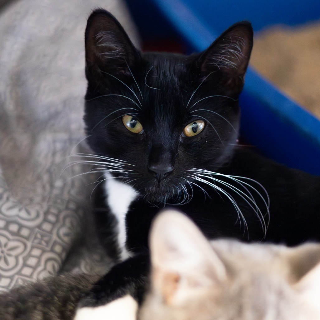 Goose (bonded with Gus)