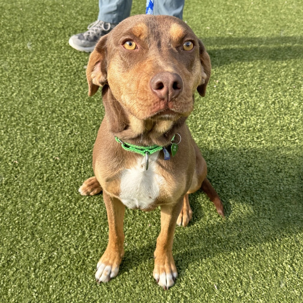 Copper, an adoptable Mixed Breed in Hailey, ID, 83333 | Photo Image 1