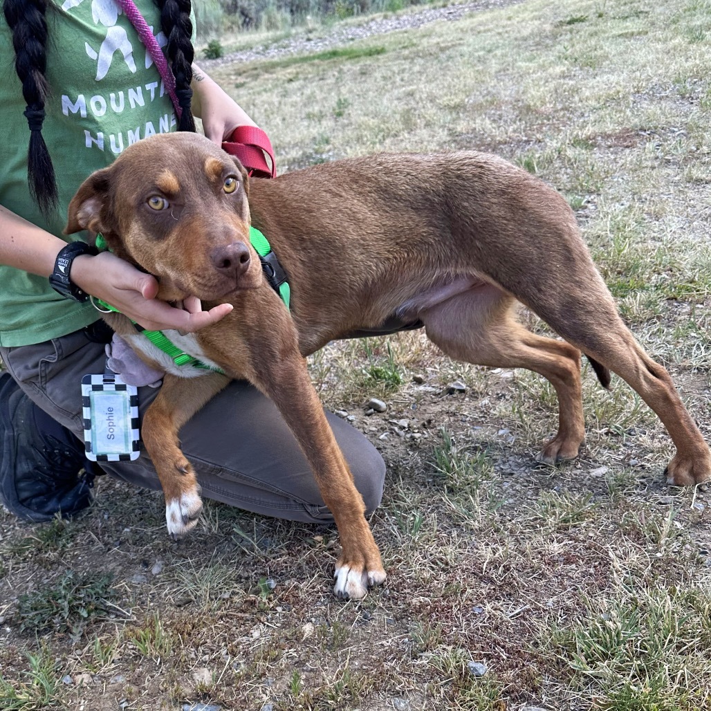 Copper, an adoptable Mixed Breed in Hailey, ID, 83333 | Photo Image 2