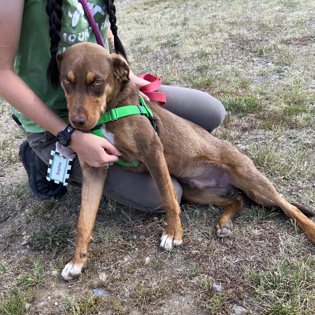Copper, an adoptable Mixed Breed in Hailey, ID, 83333 | Photo Image 3