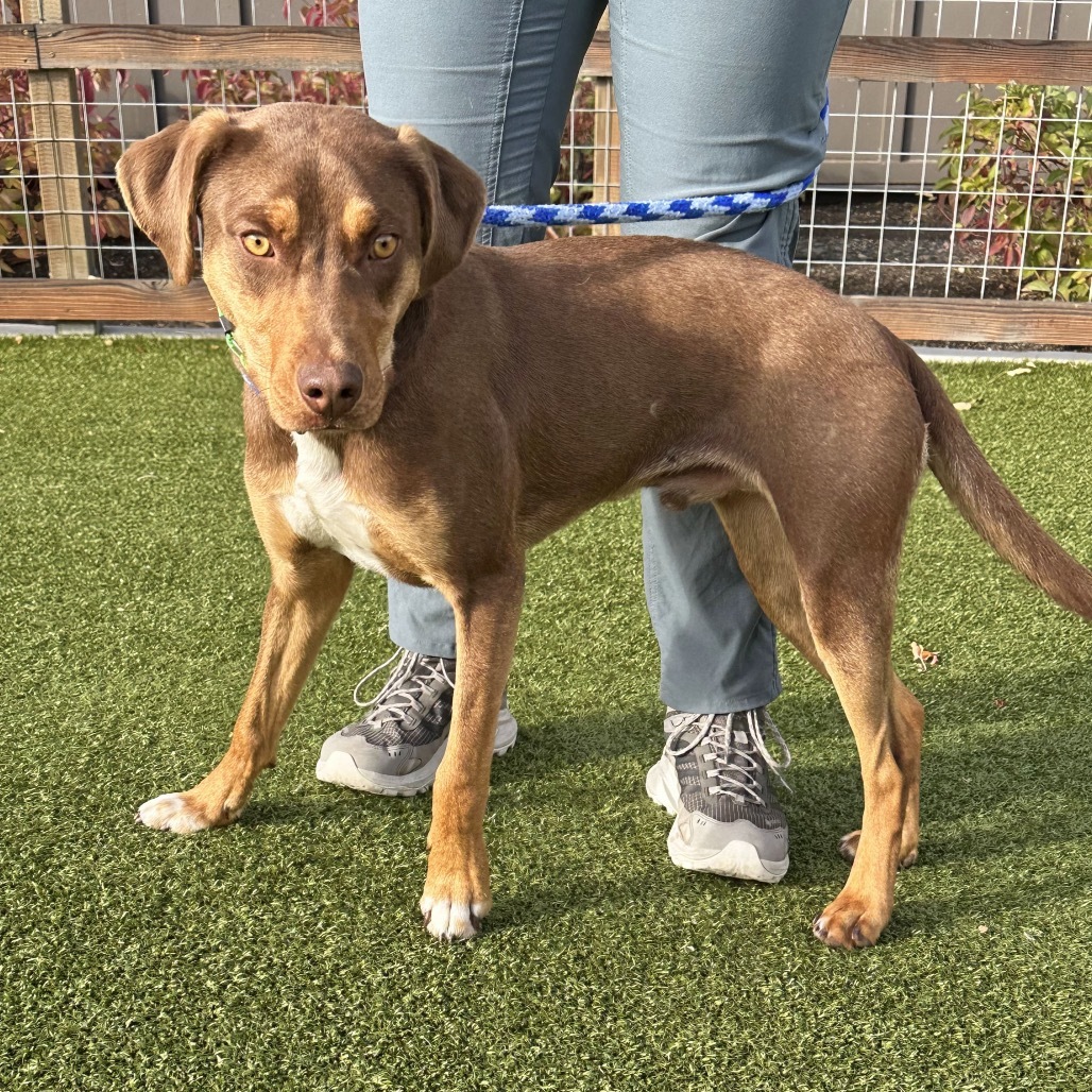 Copper, an adoptable Mixed Breed in Hailey, ID, 83333 | Photo Image 4