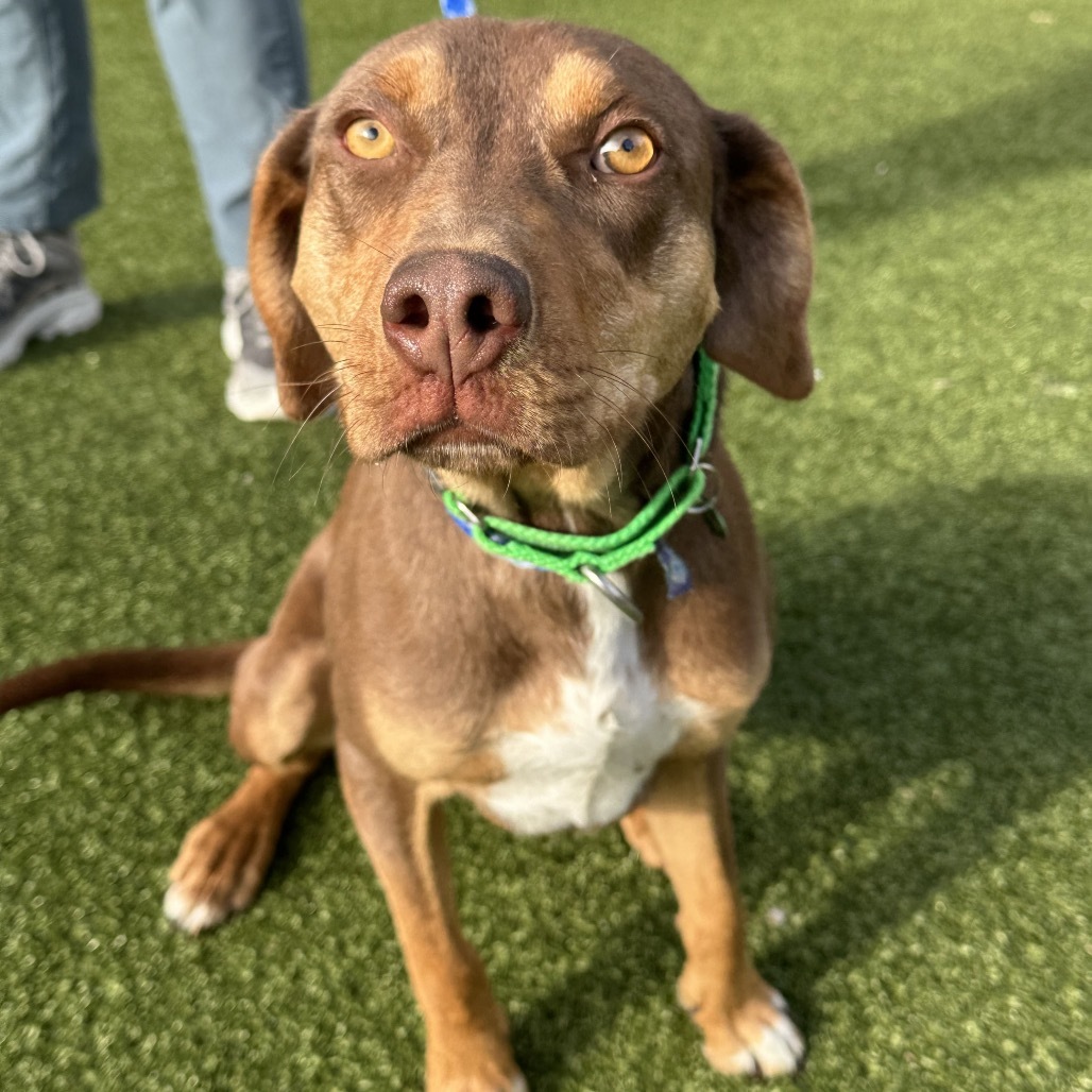 Copper, an adoptable Mixed Breed in Hailey, ID, 83333 | Photo Image 5