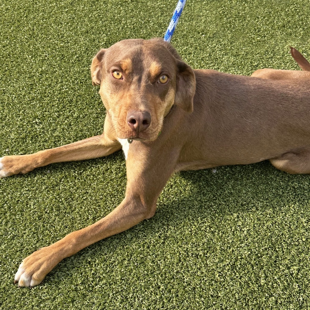 Copper, an adoptable Mixed Breed in Hailey, ID, 83333 | Photo Image 6