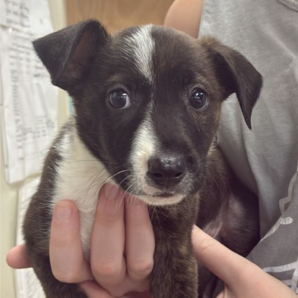 Moth Man thumbnail 2