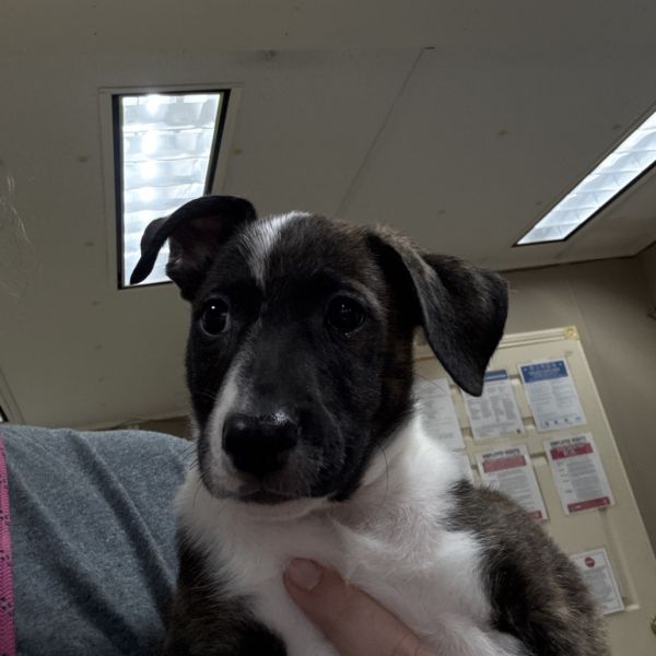 Moth Man thumbnail 3