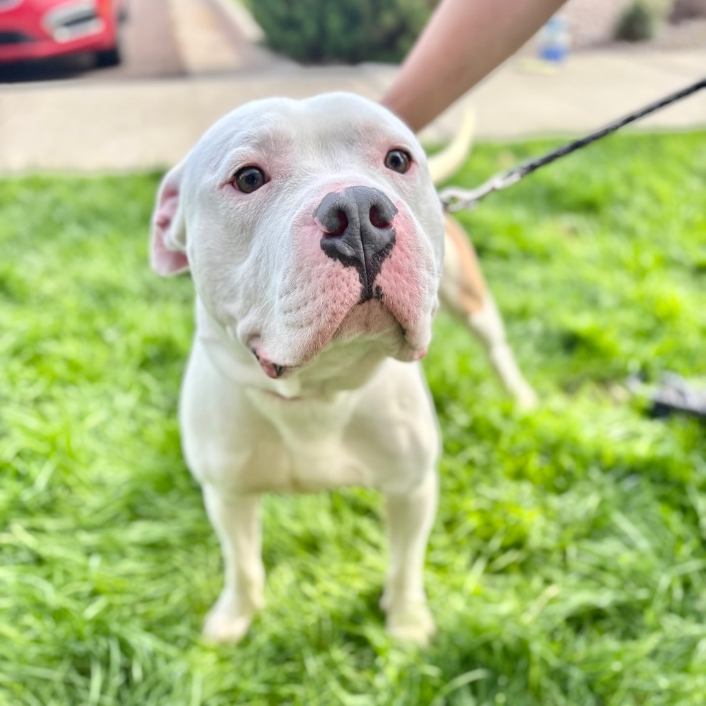 Conway, an adoptable English Bulldog, Mixed Breed in Great Falls, MT, 59404 | Photo Image 1