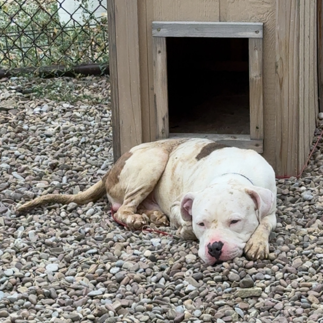 Conway, an adoptable English Bulldog, Mixed Breed in Great Falls, MT, 59404 | Photo Image 2