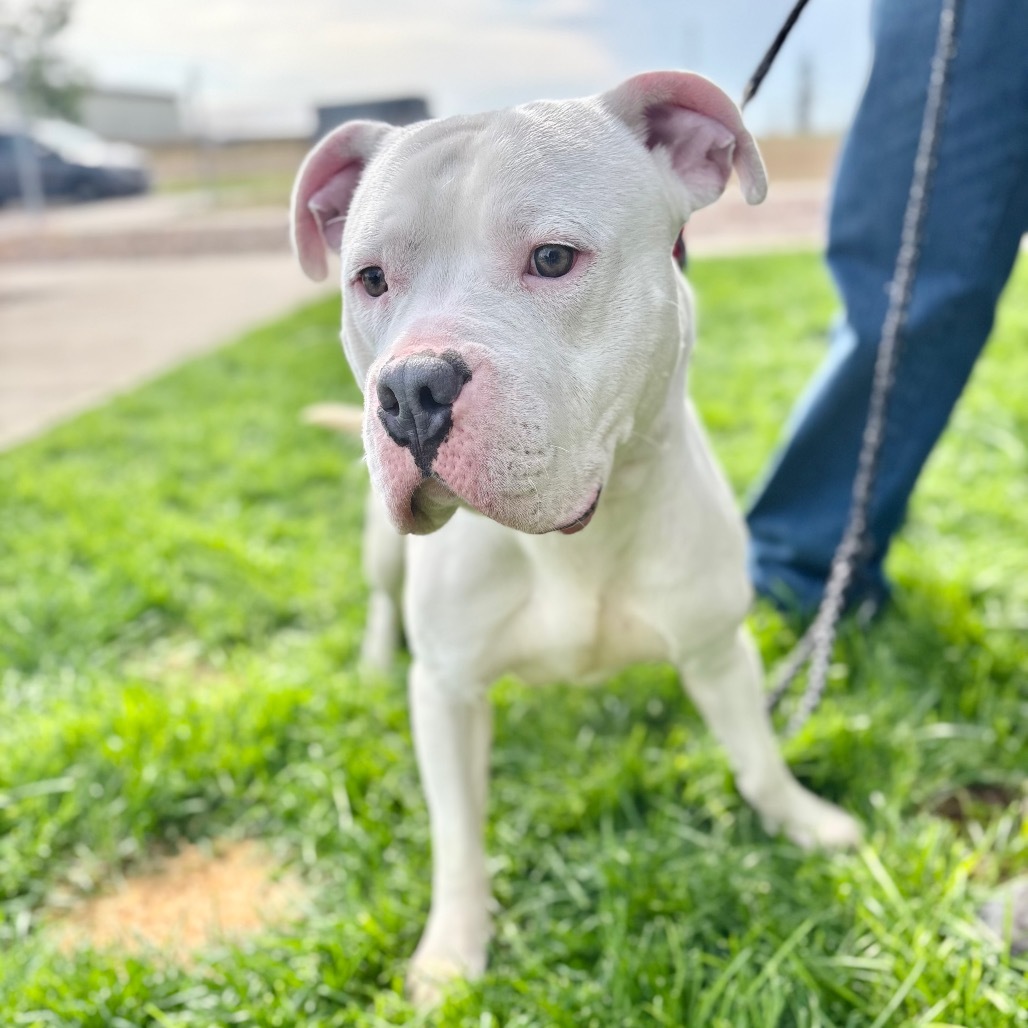 Conway, an adoptable English Bulldog, Mixed Breed in Great Falls, MT, 59404 | Photo Image 3