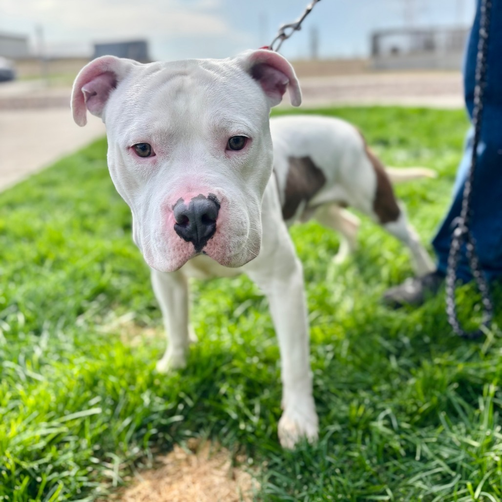 Conway, an adoptable English Bulldog, Mixed Breed in Great Falls, MT, 59404 | Photo Image 4