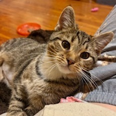 Nature Siblings: Ivy (16750)