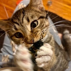 Nature Siblings: Ivy (16750)