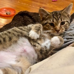 Nature Siblings: Ivy (16750)