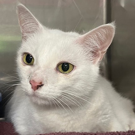 Ollie (fka Angel Boy)