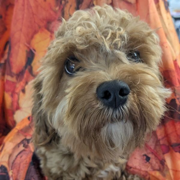 Archie
