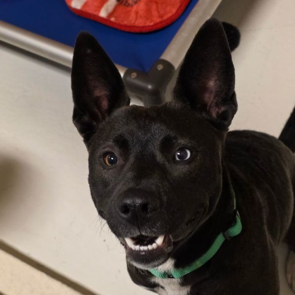 Roxy Roo