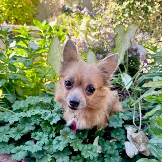 Pipsqueak thumbnail 2