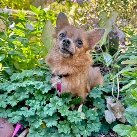 Pipsqueak thumbnail 3