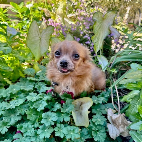 Pipsqueak thumbnail 4