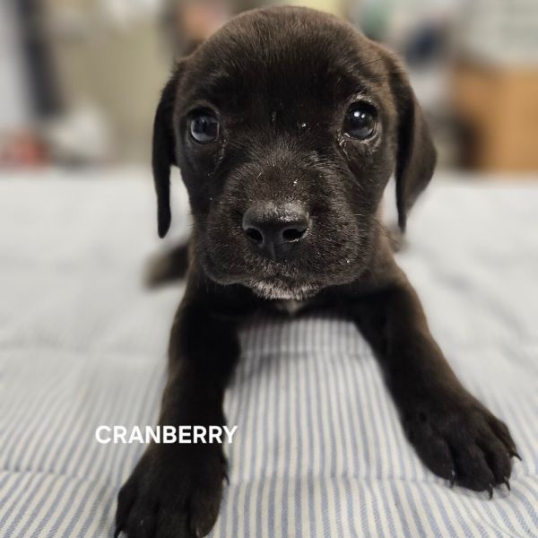 Cranberry