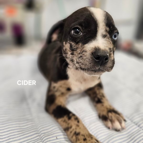 Cider