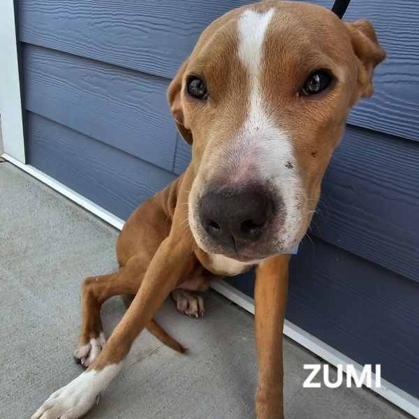 Zumi