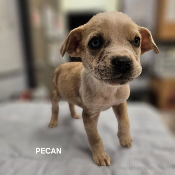 Pecan