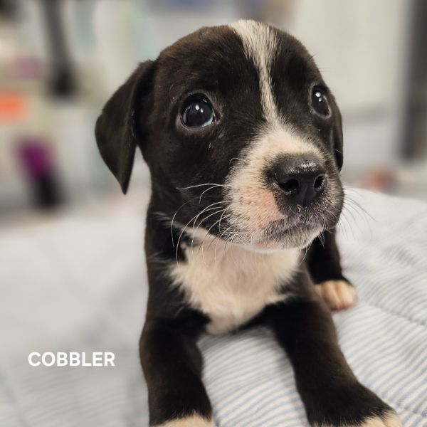 Cobbler