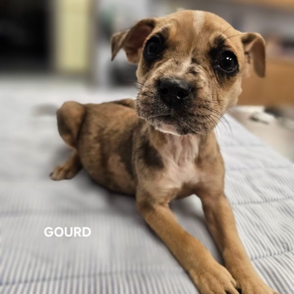 Gourd