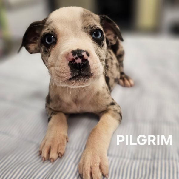 Pilgram