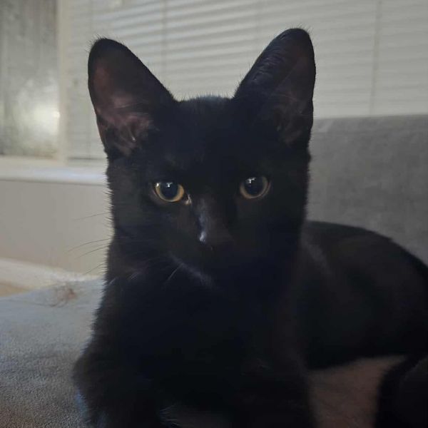 Nutmeg