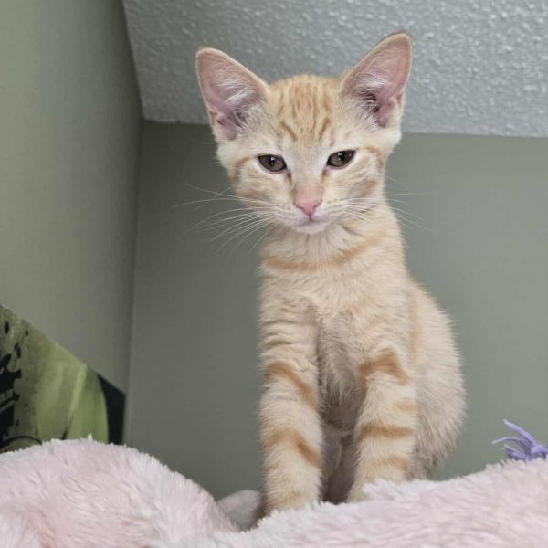 Cinnamon