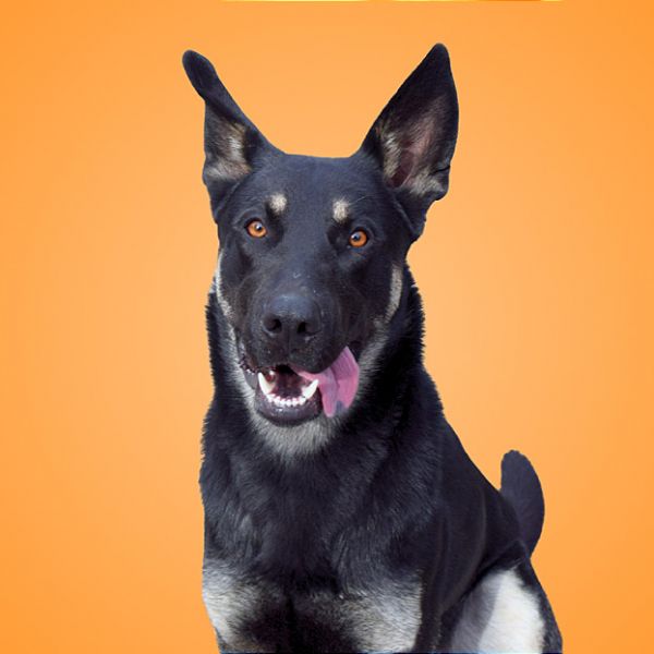Rex